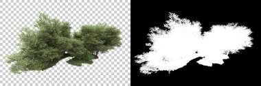 Arka planda maskeyle izole edilmiş ağaçlar. 3d görüntüleme - illüstrasyon