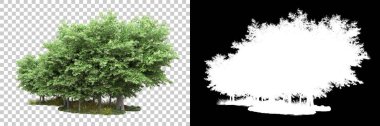 Arka planda maskeyle izole edilmiş ağaçlar. 3d görüntüleme - illüstrasyon