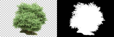 Arka planda maskeyle izole edilmiş ağaçlar. 3d görüntüleme - illüstrasyon