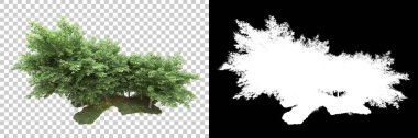 Arka planda maskeyle izole edilmiş ağaçlar. 3d görüntüleme - illüstrasyon