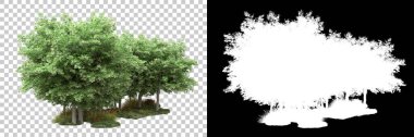 Arka planda maskeyle izole edilmiş ağaçlar. 3d görüntüleme - illüstrasyon