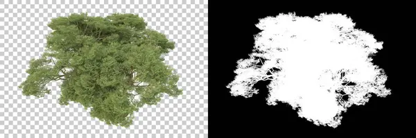 Natuur Flora Concept Realistische Bomen Geïsoleerd Witte Achtergrond Voor Kopieerruimte — Stockfoto