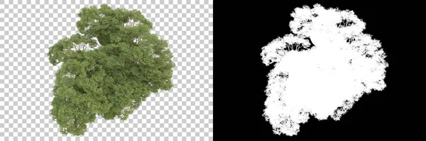 Přírodní Flóra Koncept Realistické Stromy Izolované Bílém Pozadí Pro Kopírování — Stock fotografie