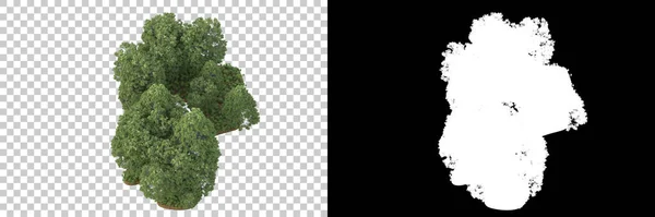 自然植物区系概念 现实树隔离在白色背景下复制空间 — 图库照片