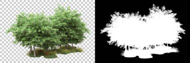 Arka planda maskeyle izole edilmiş ağaçlar. 3d görüntüleme - illüstrasyon