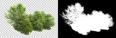 Arka planda maskeyle izole edilmiş ağaçlar. 3d görüntüleme - illüstrasyon