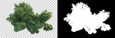 Arka planda maskeyle izole edilmiş ağaçlar. 3d görüntüleme - illüstrasyon