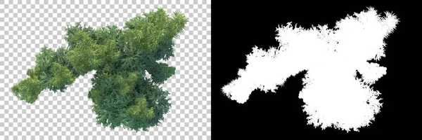 Träd Isolerade Bakgrunden Med Mask Återgivning Illustration — Stockfoto