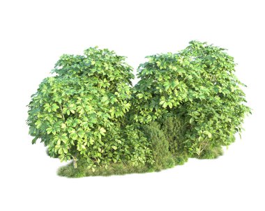 Beyaz arka planda yeşil çalılıklar izole edilmiş. 3d görüntüleme - illüstrasyon 