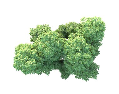 Beyaz arka planda yeşil çalılıklar izole edilmiş. 3d görüntüleme - illüstrasyon 