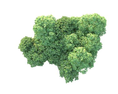 Beyaz arka planda yeşil çalılıklar izole edilmiş. 3d görüntüleme - illüstrasyon 