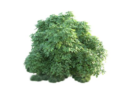 Beyaz arka planda yeşil çalılıklar izole edilmiş. 3d görüntüleme - illüstrasyon 