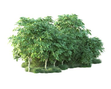 Beyaz arka planda yeşil çalılıklar izole edilmiş. 3d görüntüleme - illüstrasyon 