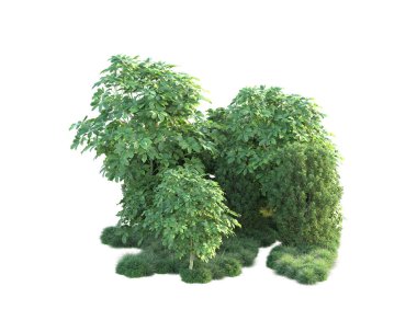 Beyaz arka planda yeşil çalılıklar izole edilmiş. 3d görüntüleme - illüstrasyon 