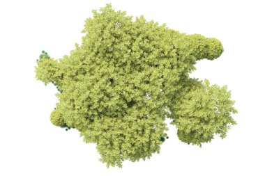 Beyaz arka planda yeşil çalılıklar izole edilmiş. 3d görüntüleme - illüstrasyon 