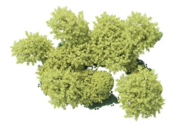 Beyaz arka planda yeşil çalılıklar izole edilmiş. 3d görüntüleme - illüstrasyon 