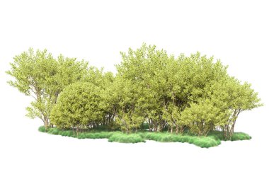 Beyaz arka planda yeşil çalılıklar izole edilmiş. 3d görüntüleme - illüstrasyon 