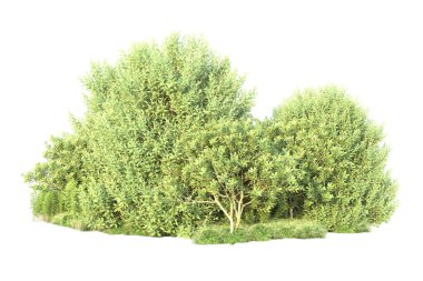 Arka planda yeşil çalılıklar izole edilmiş. 3d görüntüleme - illüstrasyon 