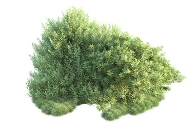 Arka planda yeşil çalılıklar izole edilmiş. 3d görüntüleme - illüstrasyon 