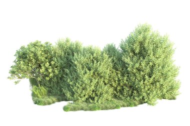 Arka planda yeşil çalılıklar izole edilmiş. 3d görüntüleme - illüstrasyon 