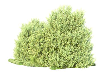 Arka planda yeşil çalılıklar izole edilmiş. 3d görüntüleme - illüstrasyon 