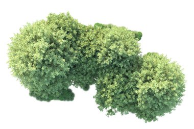 Arka planda yeşil çalılıklar izole edilmiş. 3d görüntüleme - illüstrasyon 