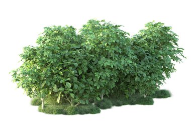 Arka planda yeşil çalılıklar izole edilmiş. 3d görüntüleme - illüstrasyon 