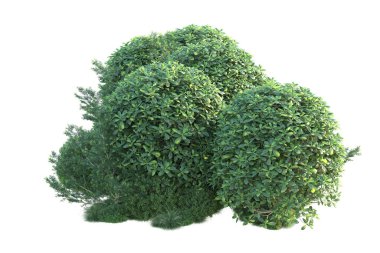 Arka planda yeşil çalılıklar izole edilmiş. 3d görüntüleme - illüstrasyon 