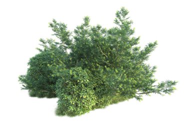 Arka planda yeşil çalılıklar izole edilmiş. 3d görüntüleme - illüstrasyon 