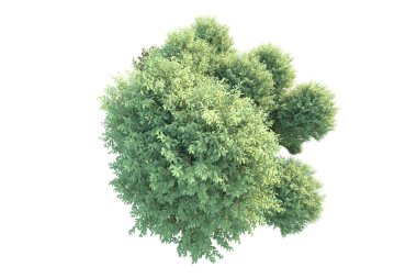 Arka planda yeşil çalılıklar izole edilmiş. 3d görüntüleme - illüstrasyon 