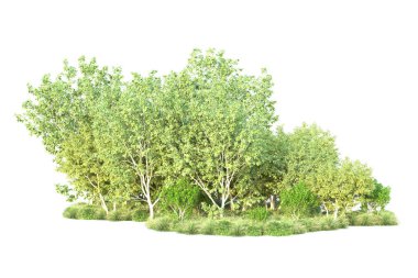 Beyaz arka planda yeşil çalılıklar izole edilmiş. 3d görüntüleme - illüstrasyon 