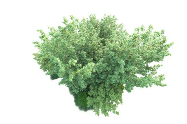 Beyaz arka planda yeşil çalılıklar izole edilmiş. 3d görüntüleme - illüstrasyon 