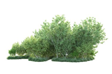 Beyaz arka planda yeşil çalılıklar izole edilmiş. 3d görüntüleme - illüstrasyon 