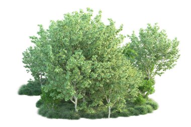 Beyaz arka planda yeşil çalılıklar izole edilmiş. 3d görüntüleme - illüstrasyon 