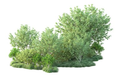 Beyaz arka planda yeşil çalılıklar izole edilmiş. 3d görüntüleme - illüstrasyon 