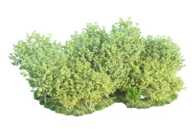 Beyaz arka planda yeşil çalılıklar izole edilmiş. 3d görüntüleme - illüstrasyon 