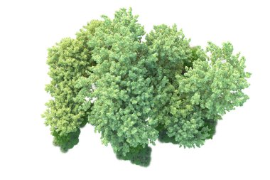 Beyaz arka planda yeşil çalılıklar izole edilmiş. 3d görüntüleme - illüstrasyon 