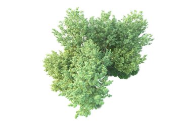 Beyaz arka planda yeşil çalılıklar izole edilmiş. 3d görüntüleme - illüstrasyon 