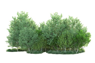 Beyaz arka planda yeşil çalılıklar izole edilmiş. 3d görüntüleme - illüstrasyon 