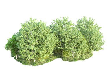 Beyaz arka planda yeşil çalılıklar izole edilmiş. 3d görüntüleme - illüstrasyon 