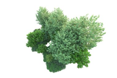 Beyaz arka planda yeşil çalılıklar izole edilmiş. 3d görüntüleme - illüstrasyon 