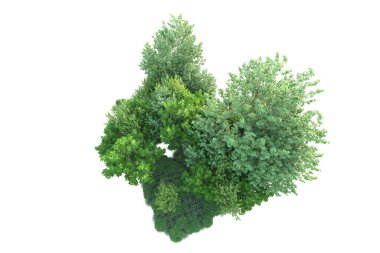 Beyaz arka planda yeşil çalılıklar izole edilmiş. 3d görüntüleme - illüstrasyon 