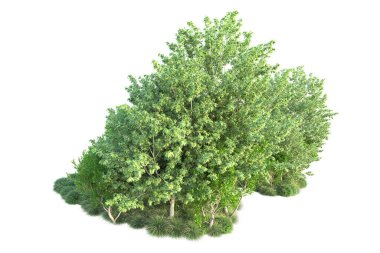 Beyaz arka planda yeşil çalılıklar izole edilmiş. 3d görüntüleme - illüstrasyon 