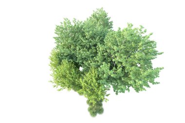 Beyaz arka planda yeşil çalılıklar izole edilmiş. 3d görüntüleme - illüstrasyon 