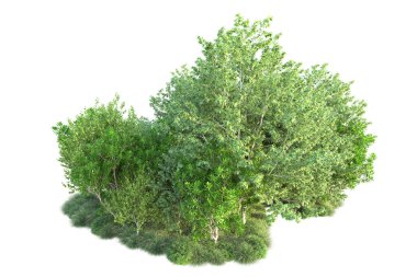 Beyaz arka planda yeşil çalılıklar izole edilmiş. 3d görüntüleme - illüstrasyon 