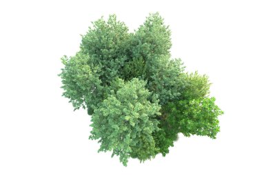 Beyaz arka planda yeşil çalılıklar izole edilmiş. 3d görüntüleme - illüstrasyon 