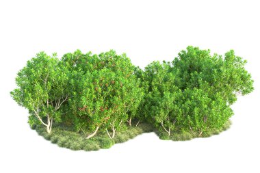 Beyaz arka planda yeşil çalılıklar izole edilmiş. 3d görüntüleme - illüstrasyon 