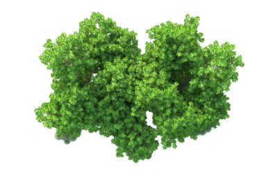 Beyaz arka planda yeşil çalılıklar izole edilmiş. 3d görüntüleme - illüstrasyon 