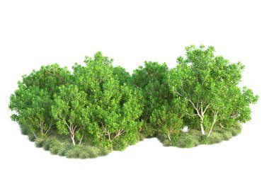 Beyaz arka planda yeşil çalılıklar izole edilmiş. 3d görüntüleme - illüstrasyon 