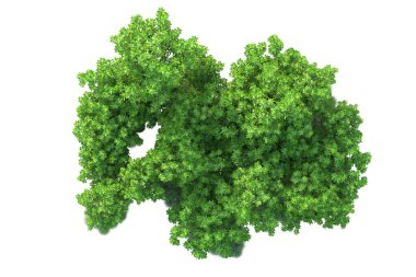 Beyaz arka planda yeşil çalılıklar izole edilmiş. 3d görüntüleme - illüstrasyon 